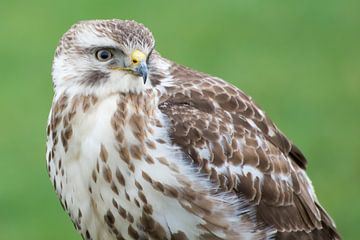 Mooie Buizerd van Danny Slijfer Natuurfotografie