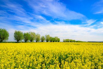 Bloeiend geel koolzaad in de lente