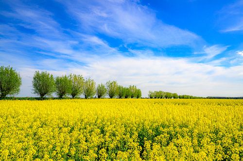 Bloeiend geel koolzaad in de lente