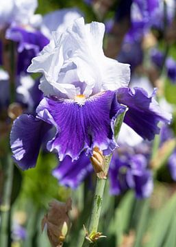 Irissen, Iris barbata van Alexander Ludwig