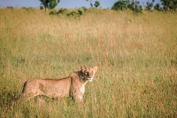 Lioness in tall grass by Simone Janssen