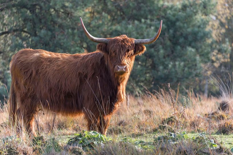 Schottischer Highlander in der Herbstsonne von Ans Bastiaanssen