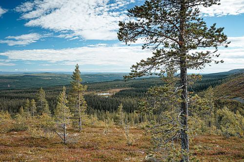 Landschap van Fulufjallet Nationaal Park