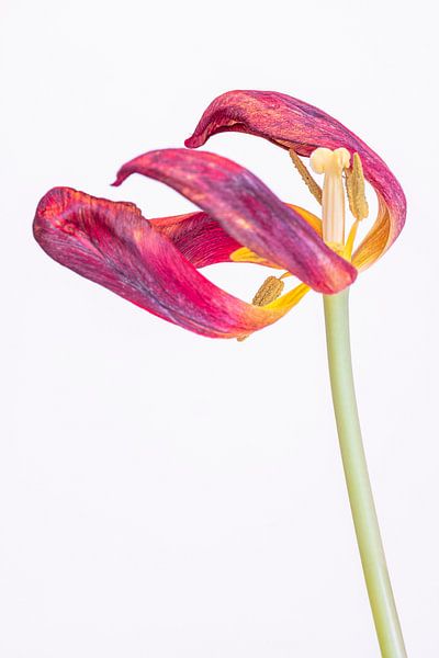 Kreukelige tulp 2, van Pieter van Roijen