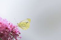 Little butterfly