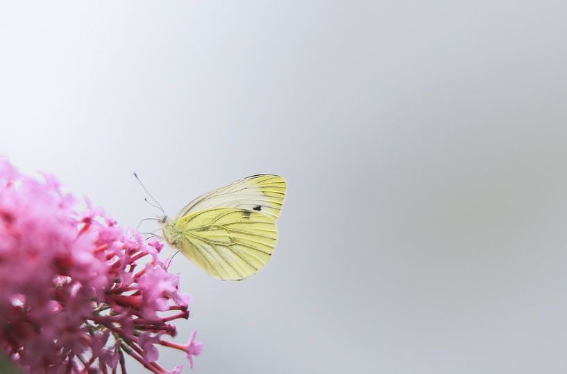 Little butterfly van Mark Zanderink