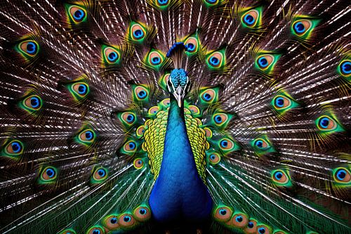 Vogel: Pfau