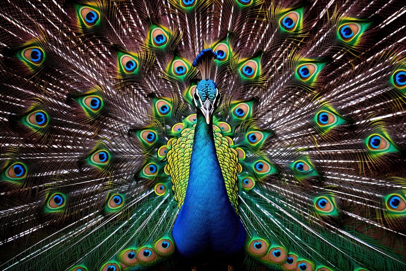 Bird: Peacock by Eye catching paintings