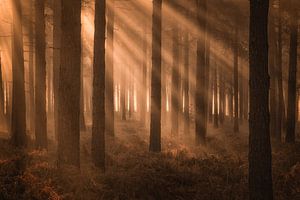 Sonnenharfen bei Sonnenaufgang an einem schönen Wintermorgen in der Woensdrechtse Heide in Norddeuts