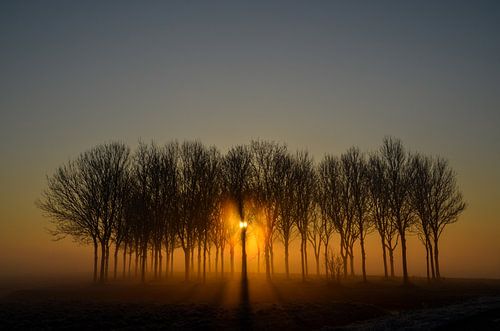 Het vroege zonlicht