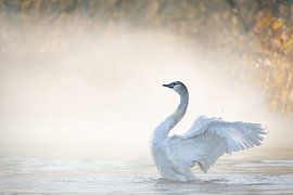 Swan with wings wide open in the Brabant Biesbosch by Judith Borremans Natuurfotografie