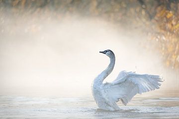 Swan with wings wide open in the Brabant Biesbosch