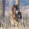 Exmoor pony op het Fochteloërveen van Karin van Rooijen Fotografie