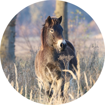 Exmoor pony op het Fochteloërveen van Karin van Rooijen Fotografie