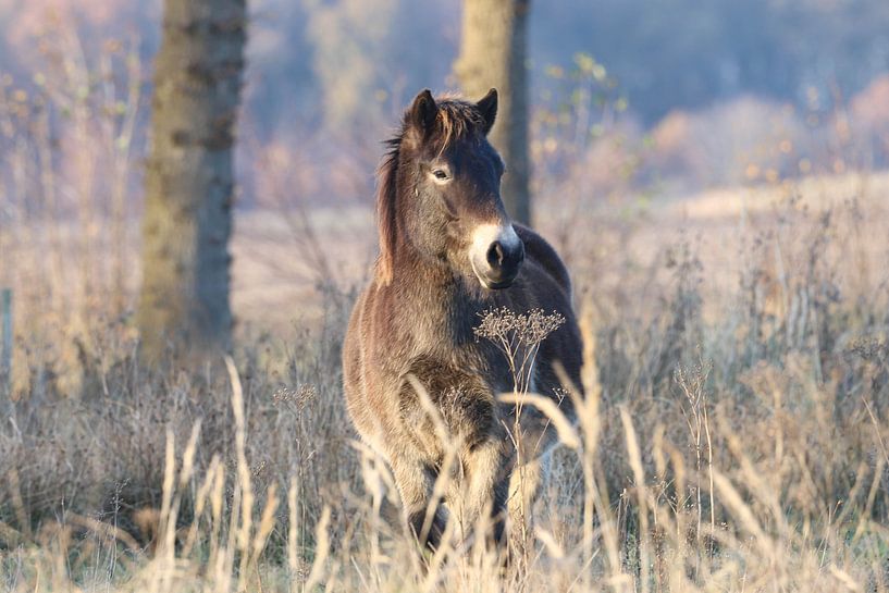 Exmoor pony on the Fochteloërveen by Karin van Rooijen Fotografie