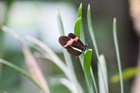 Es fliegt und bewegt sich