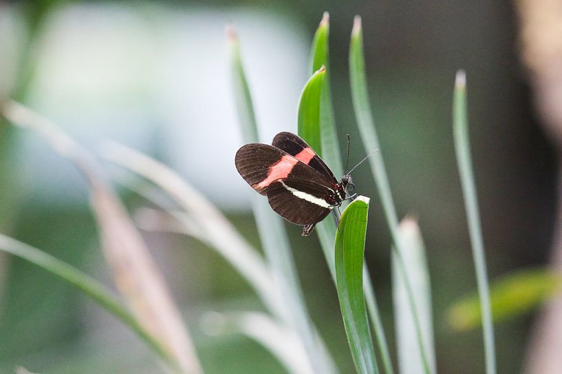 It flies and moves by Henrico Fotografie