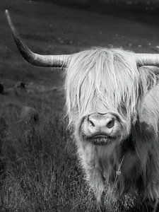 schotse hooglander