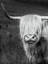 Scottish highlander by Gerard Wielenga thumbnail