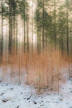 Mistig dennenbos tijdens een koude winterdag van Sjoerd van der Wal