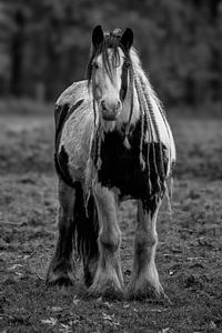 Cheval tacheté avec de longues tresses