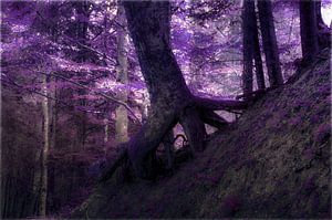 Im Zauberwald