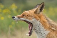 A gaping fox.