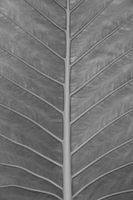 Detail van plant in Thailand.
