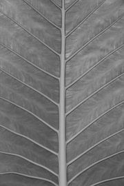 Detail of plant in Thailand. by Myrthe Slootjes