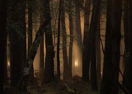 Morning light at the Deeler Forest. by Nico Boersma