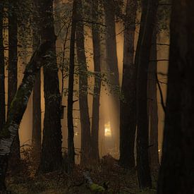 Morgenlicht im Deeler Wald. von Nico Boersma
