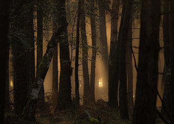 Lumière du matin à la forêt de Deeler.