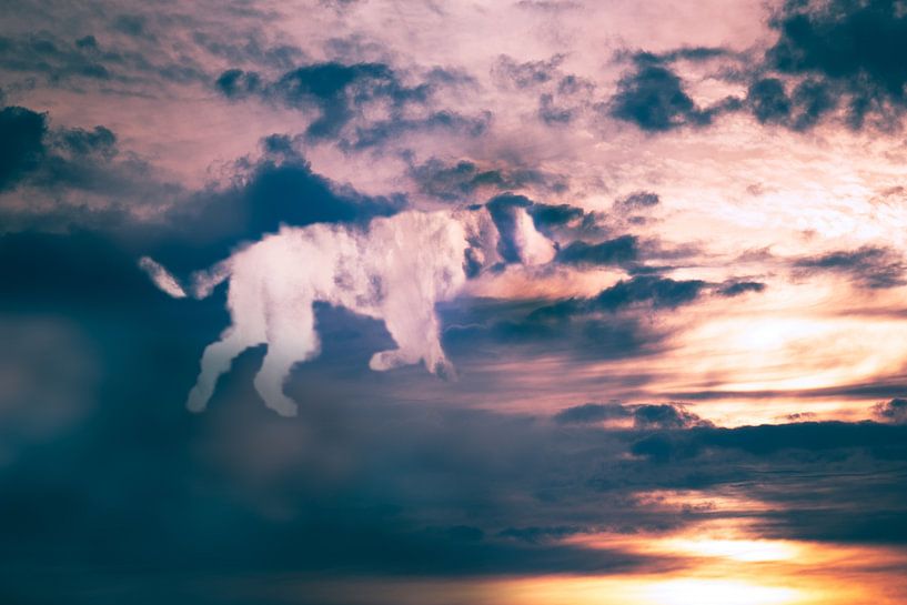 Cloud dog by Kim van Beveren