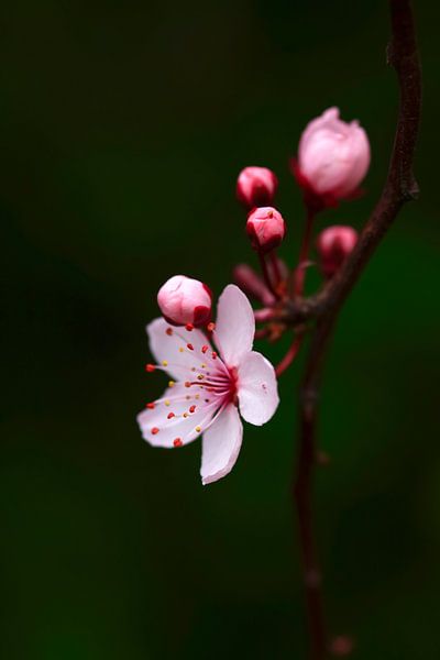 Tree Blossom by Thomas Jäger