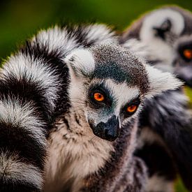 Ringschwanzlemur von PhotoCord Fotografie