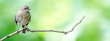 Young robin on a branch (panorama) by Fotografie Jeronimo
