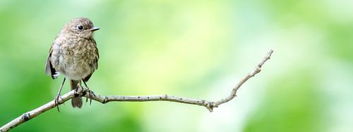 Jong roodborstje op een tak (panorama)