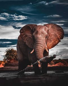 Elefant