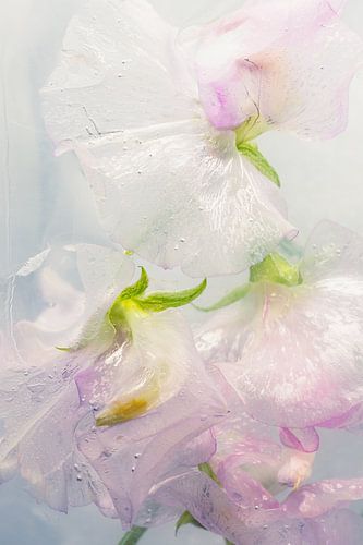 Pois de senteur rose dans la glace 1