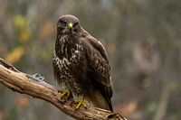 Buzzard