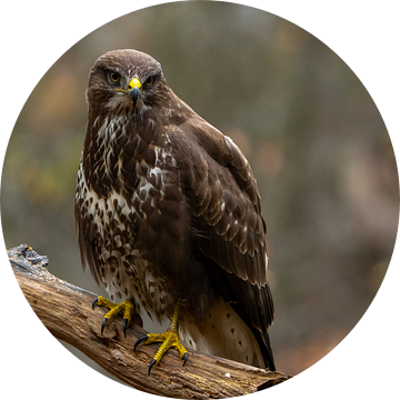 Buizerd