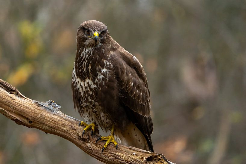 Buizerd van Marjon Tigchelaar