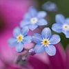 Vergeet-me-nietje bloemen van Jolanda de Jong-Jansen