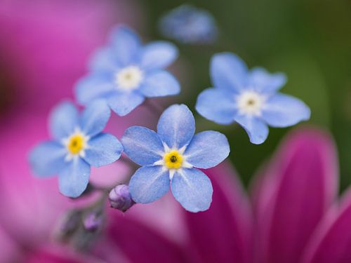 Vergeet-me-nietje bloemen