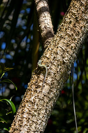 Madeira-Eidechse im Baum Nr. 1