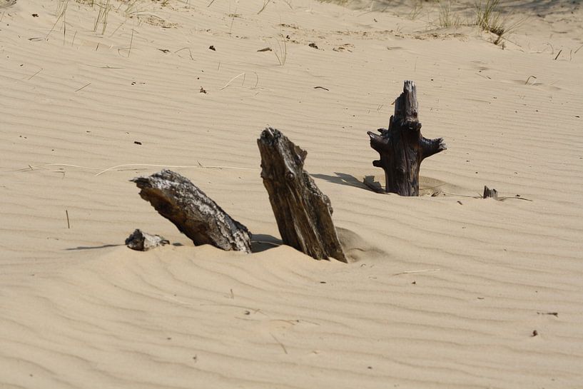  3 objets en bois différents dans les dunes de sable par Spijks PhotoGraphics