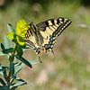 Vlinder.Koninginnepage,  Papilio machaon van Martin Stevens