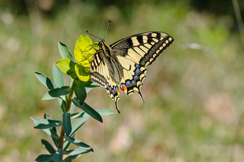 Vlinder.Koninginnepage,  Papilio machaon van Martin Stevens