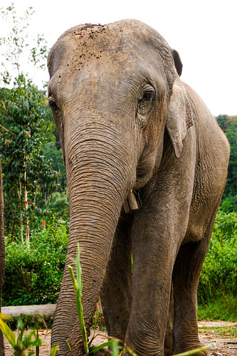Asian elephant