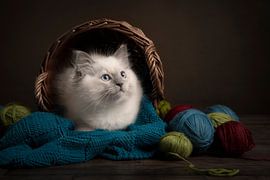 Pelote de laine sur Elles Rijsdijk